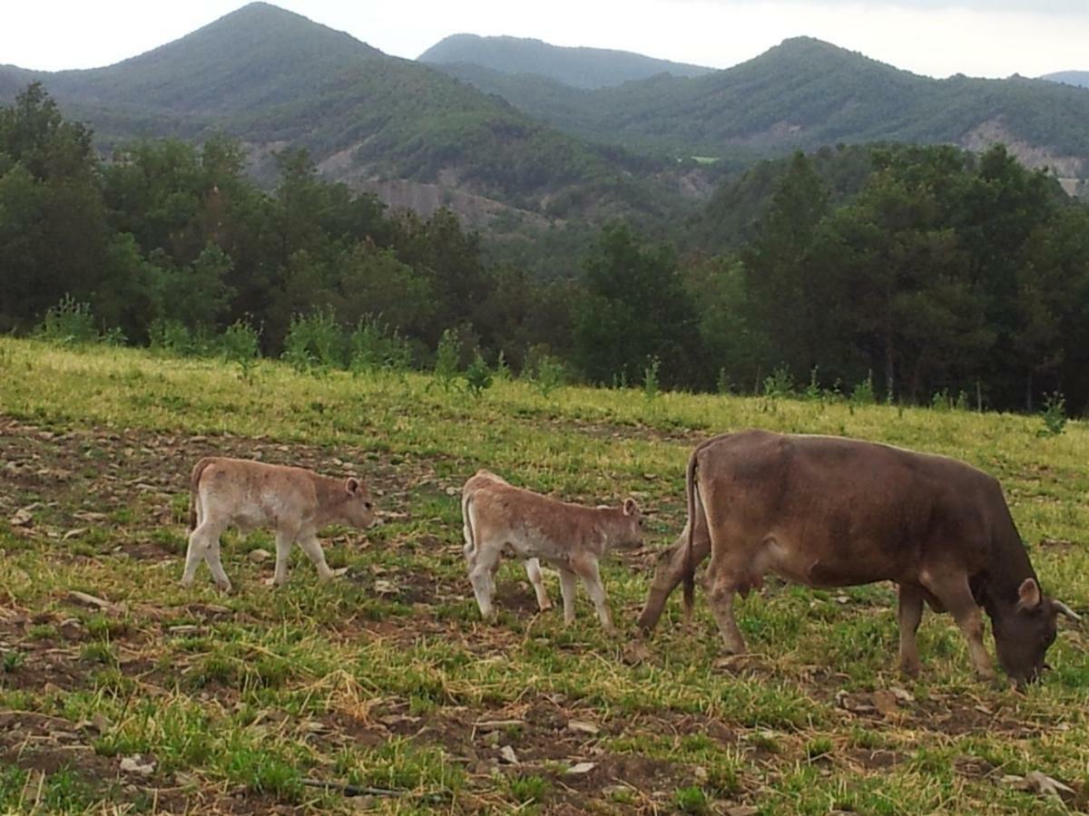 Gasthaus Casa Encuentra, En El Pirineo Al Lado De Ainsa El Pueyo de Araguás Exterior foto